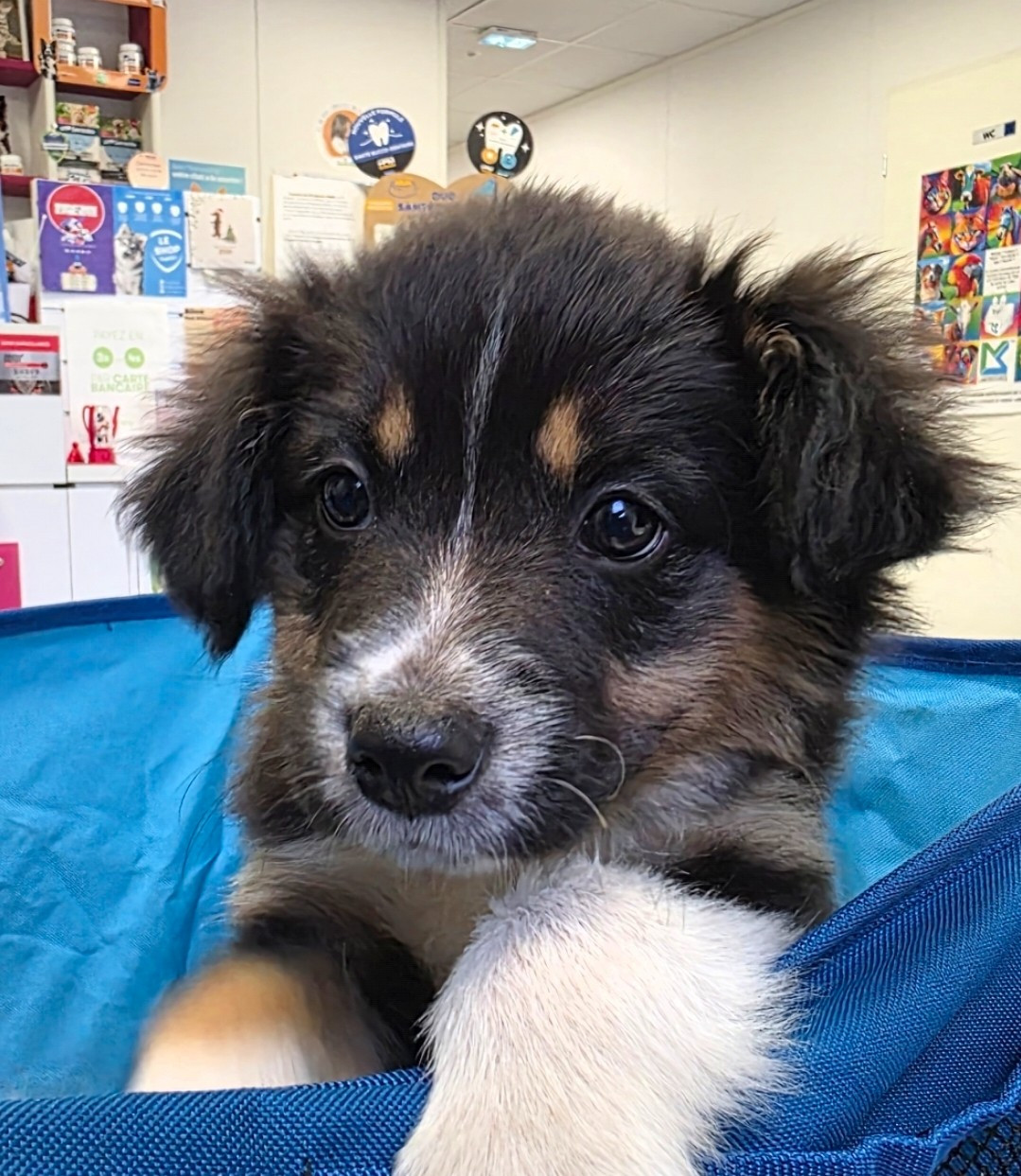 des Lacs de la Cote d'Argent - Chiots disponibles - Border Collie