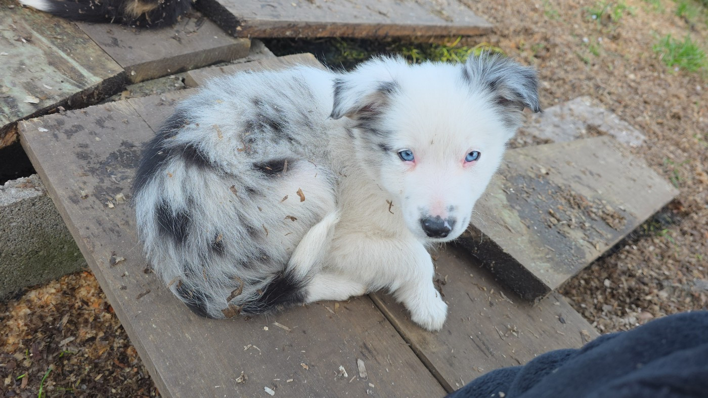 des Lacs de la Cote d'Argent - Chiots disponibles - Border Collie