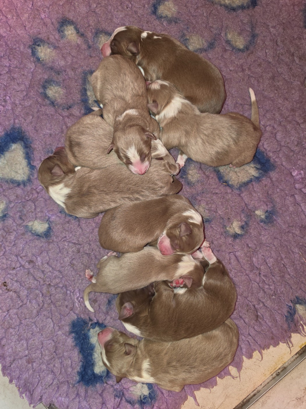 des Lacs de la Cote d'Argent - Chiots disponibles - Border Collie