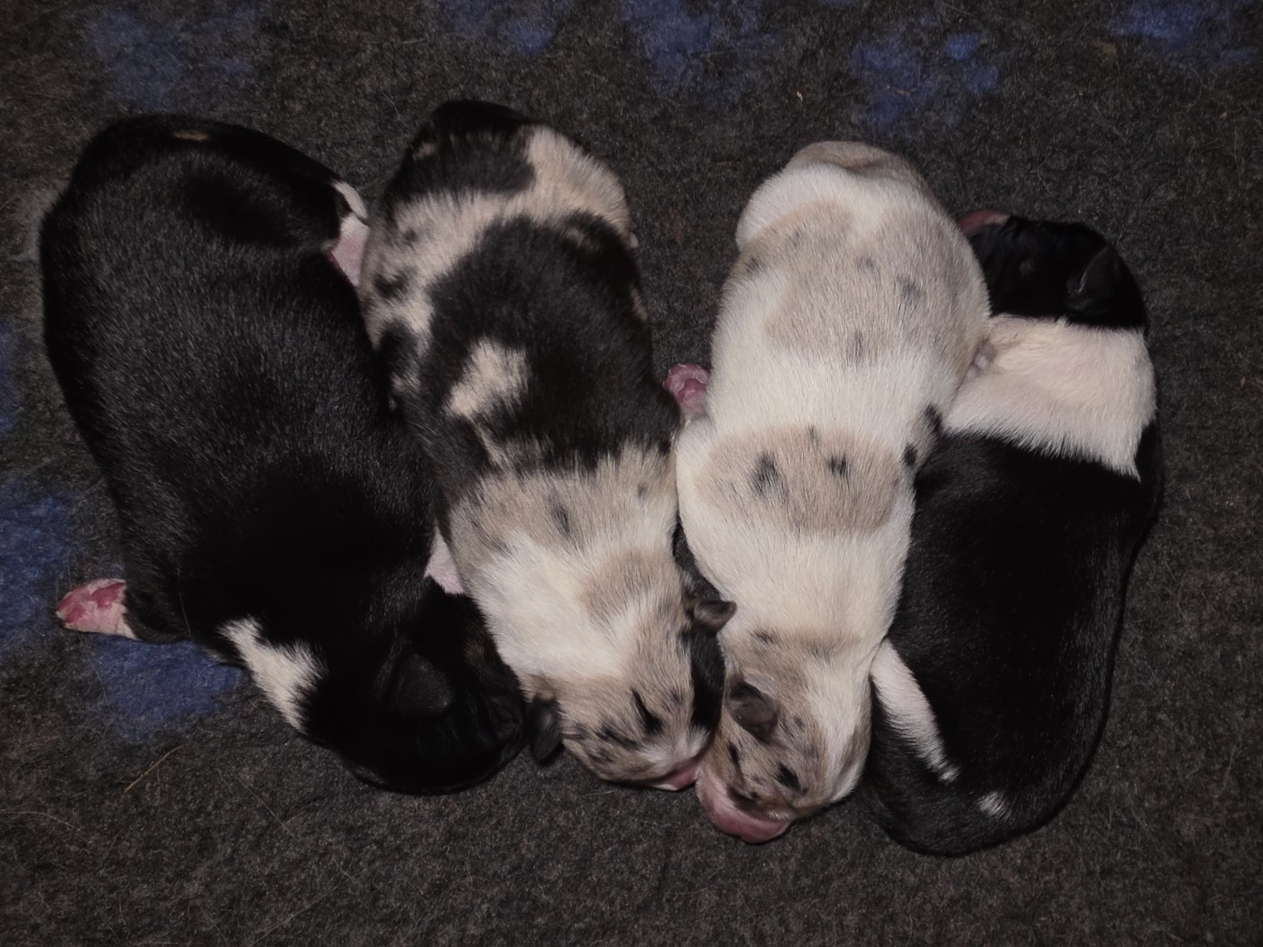 des Lacs de la Cote d'Argent - Chiots disponibles - Border Collie