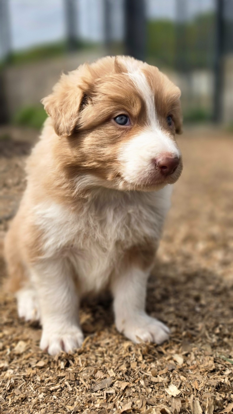 des Lacs de la Cote d'Argent - Chiots disponibles - Border Collie