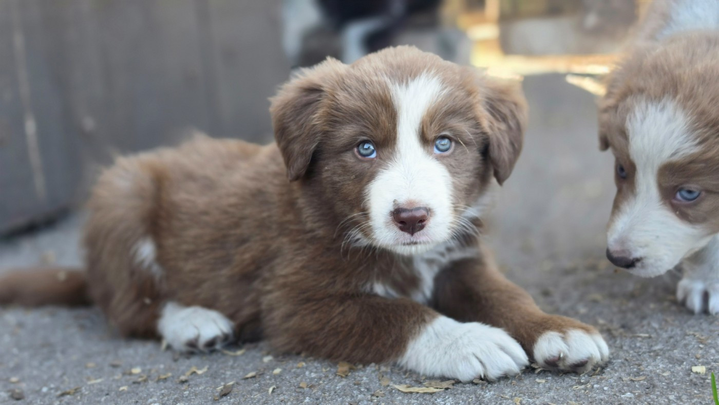 des Lacs de la Cote d'Argent - Chiots disponibles - Border Collie