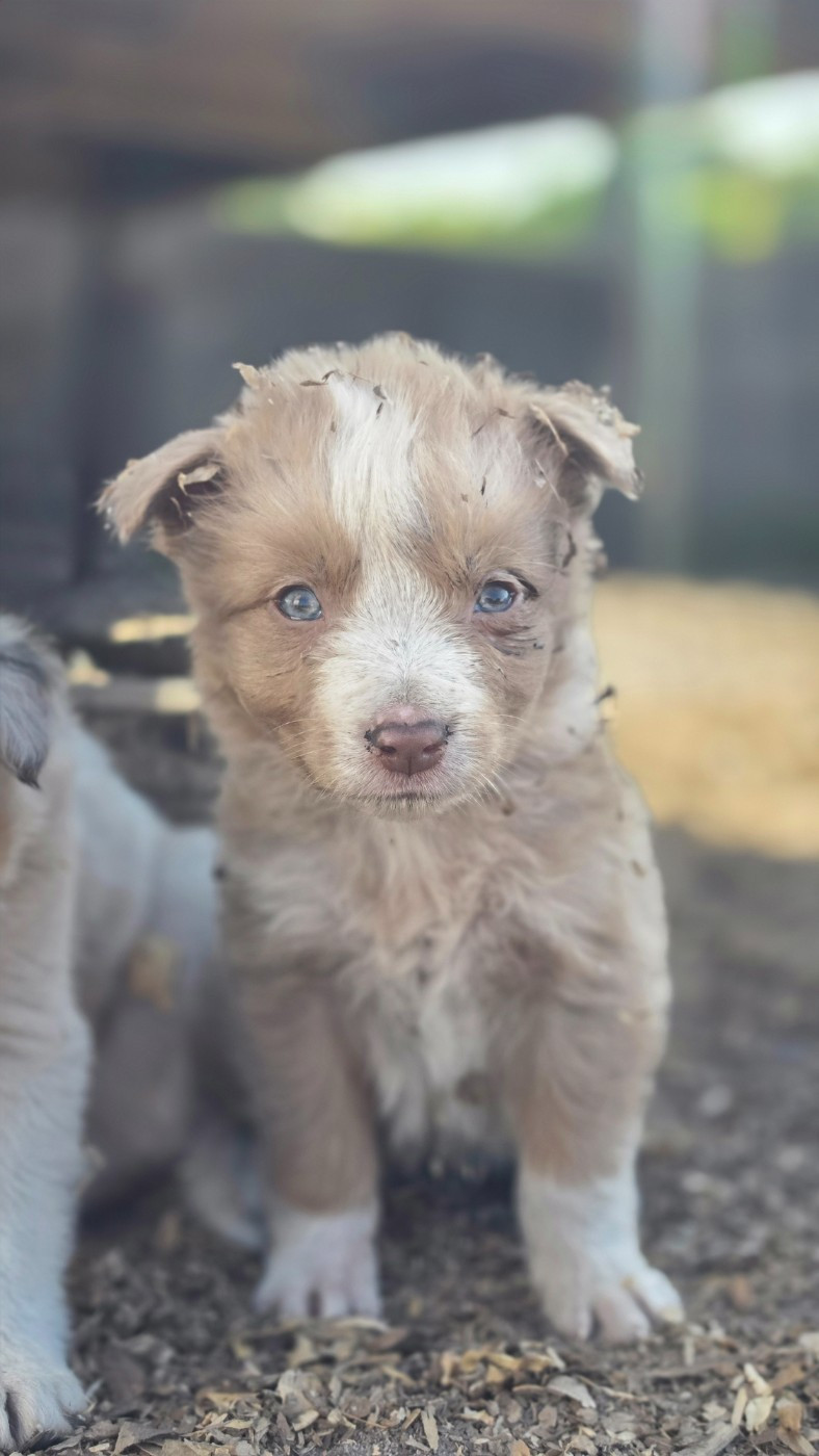 des Lacs de la Cote d'Argent - Chiots disponibles - Border Collie