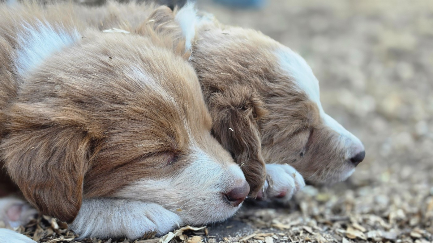 des Lacs de la Cote d'Argent - Chiots disponibles - Border Collie