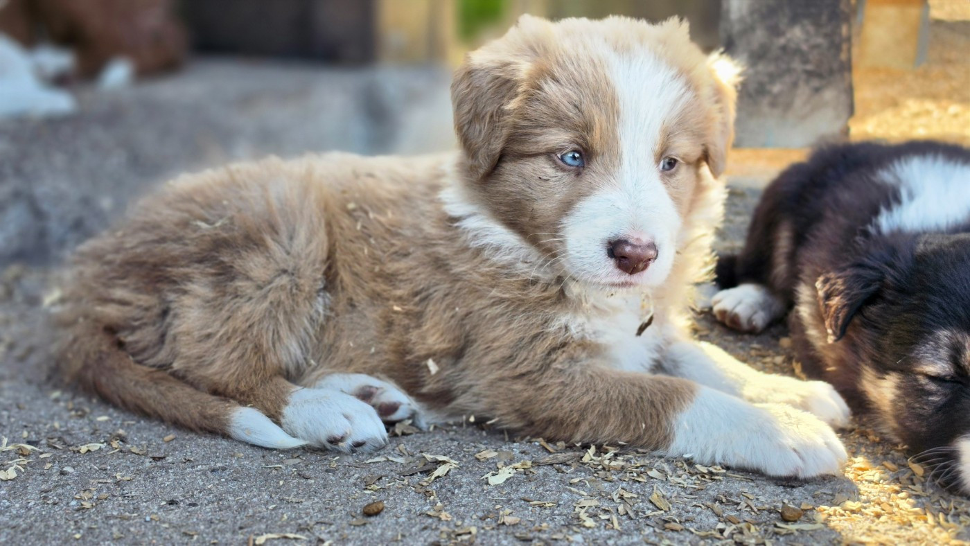 des Lacs de la Cote d'Argent - Chiots disponibles - Border Collie