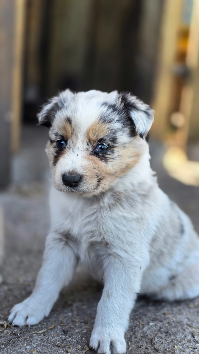 des Lacs de la Cote d'Argent - Border Collie - Portée née le 19/03/2026