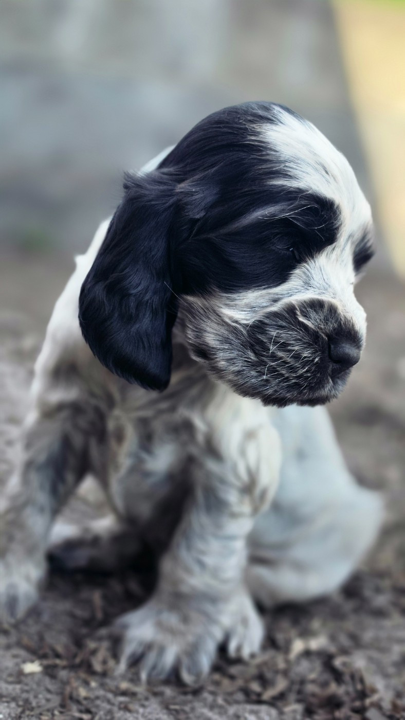 des Lacs de la Cote d'Argent - Chiots disponibles - Cocker Spaniel Anglais