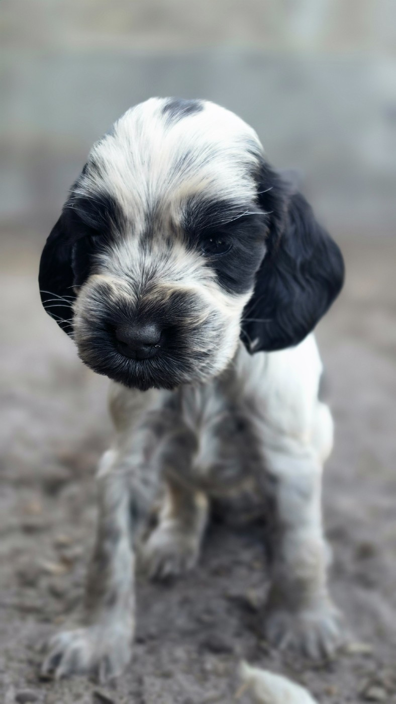 des Lacs de la Cote d'Argent - Chiots disponibles - Cocker Spaniel Anglais