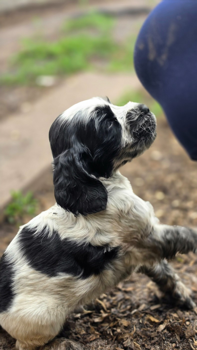 des Lacs de la Cote d'Argent - Chiots disponibles - Cocker Spaniel Anglais