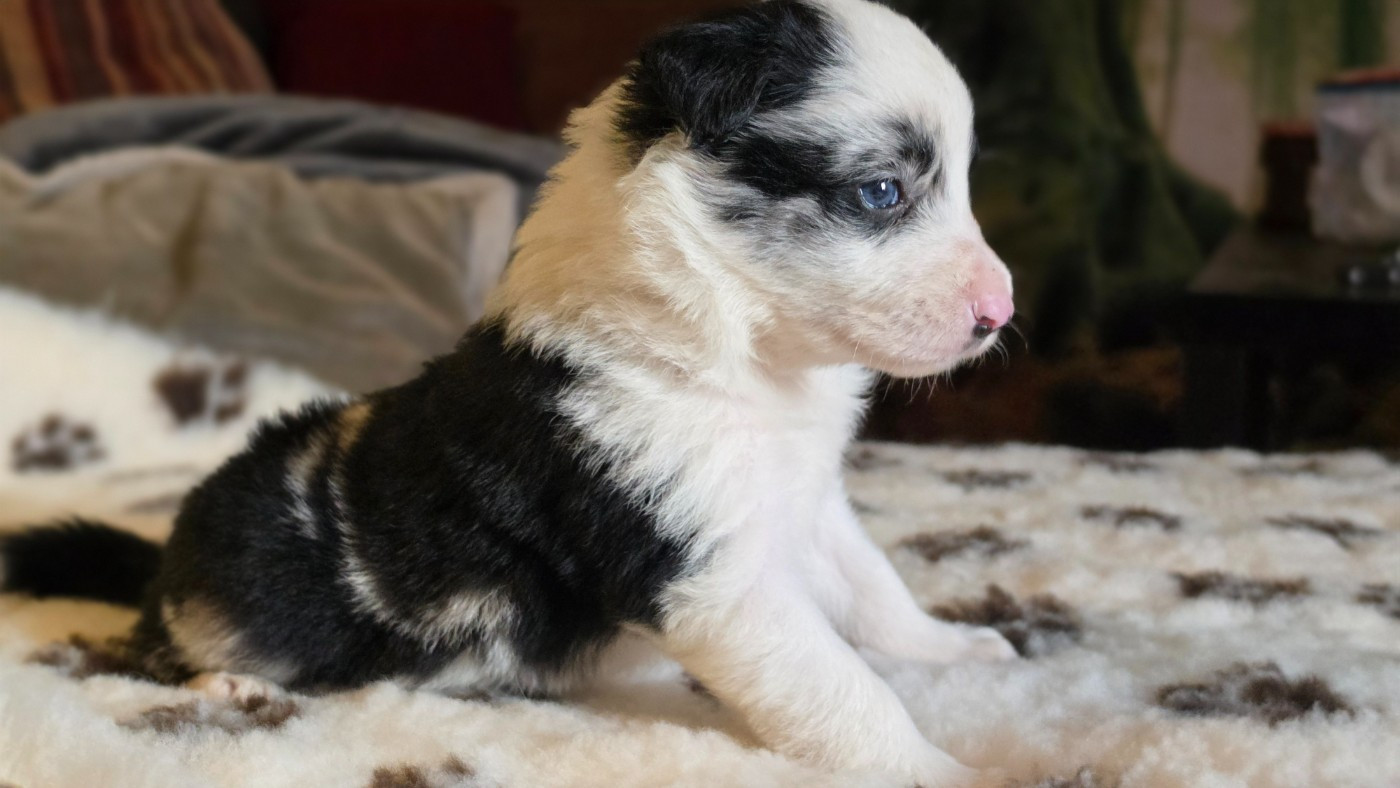 des Lacs de la Cote d'Argent - Chiots disponibles - Border Collie