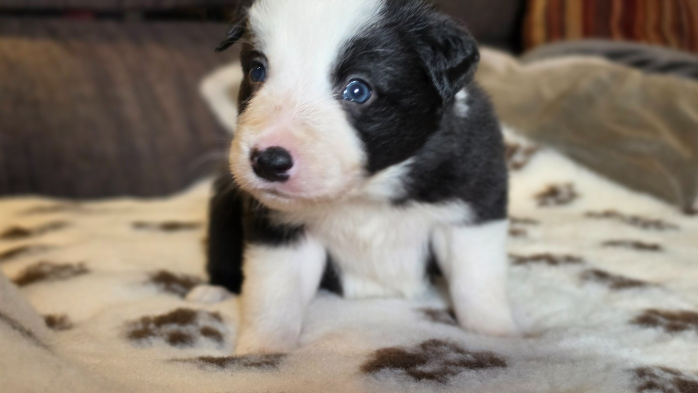des Lacs de la Cote d'Argent - Chiots disponibles - Border Collie