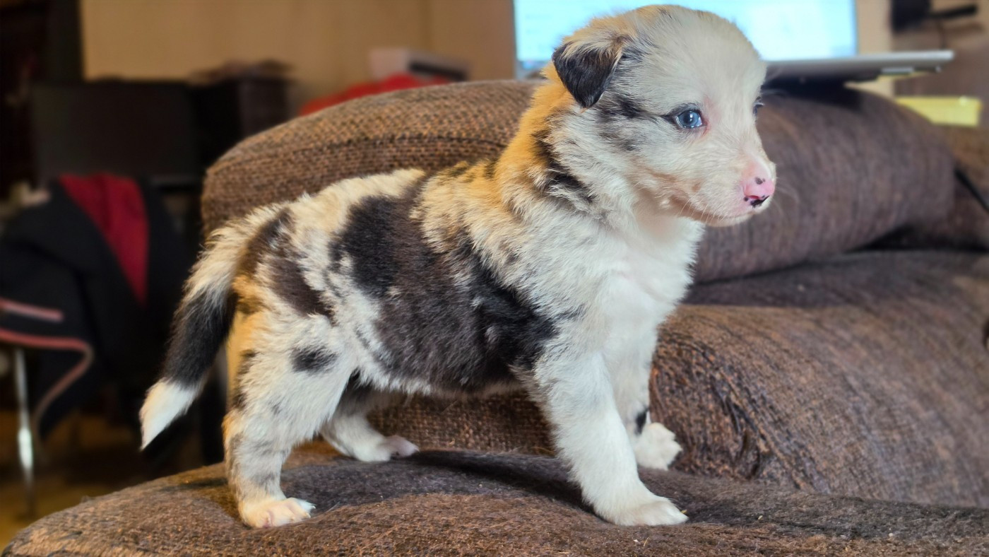 des Lacs de la Cote d'Argent - Chiots disponibles - Border Collie