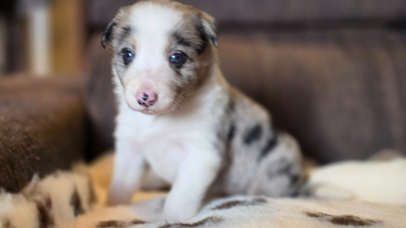 des Lacs de la Cote d'Argent - Chiots disponibles - Border Collie
