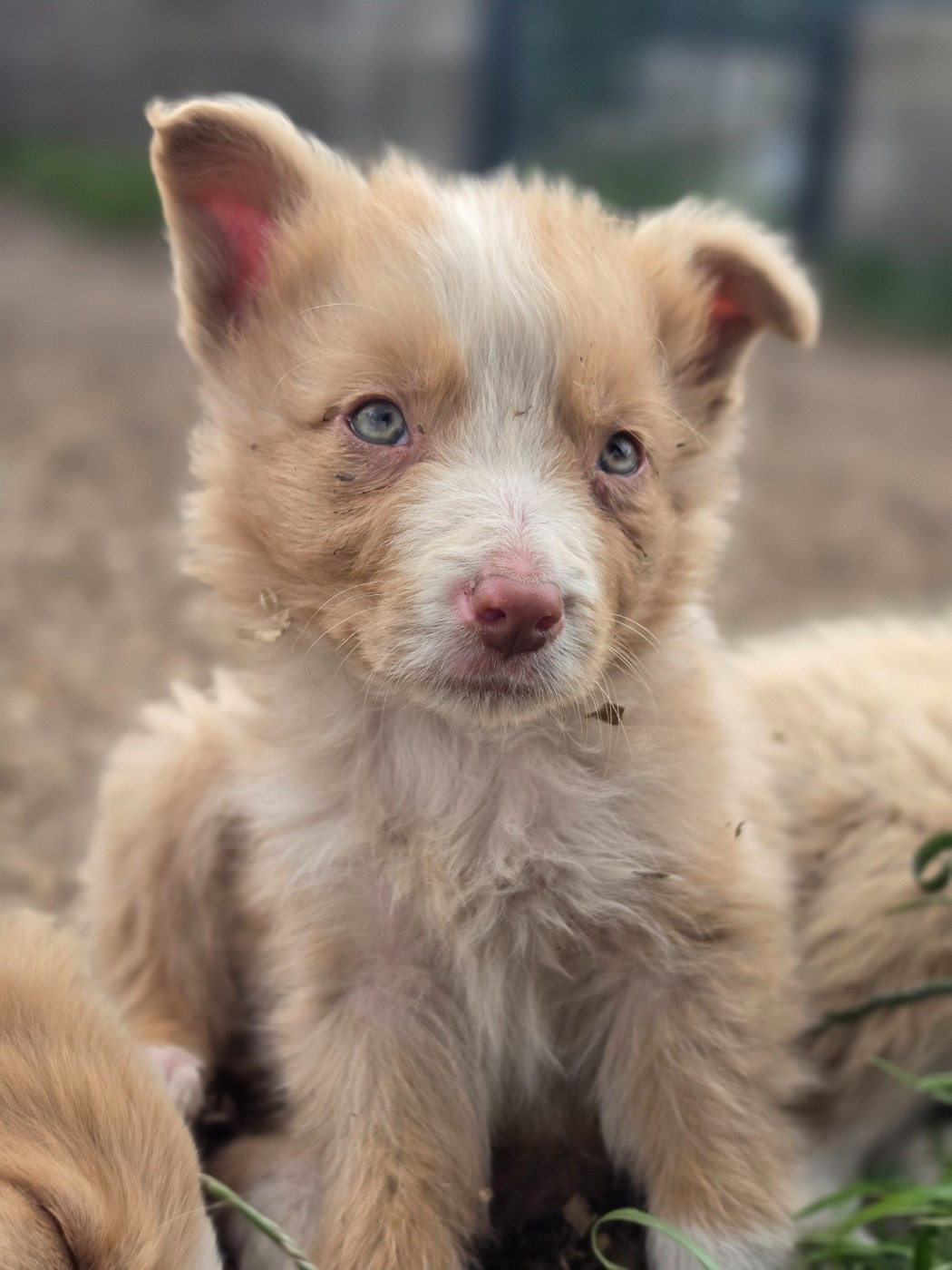 des Lacs de la Cote d'Argent - Chiots disponibles - Border Collie