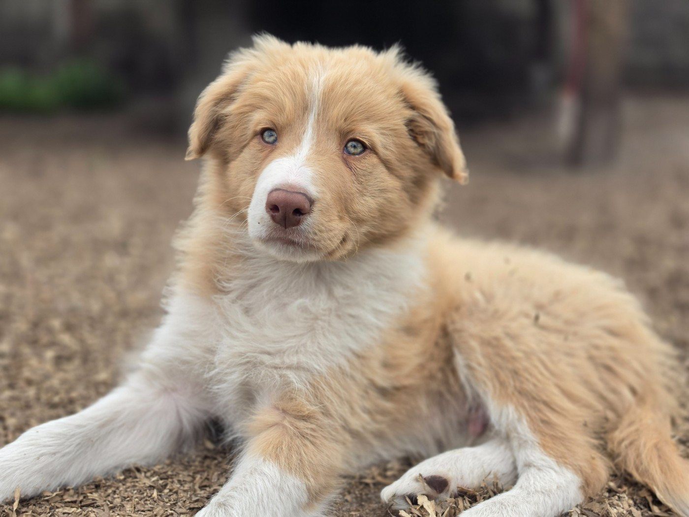 des Lacs de la Cote d'Argent - Chiots disponibles - Border Collie