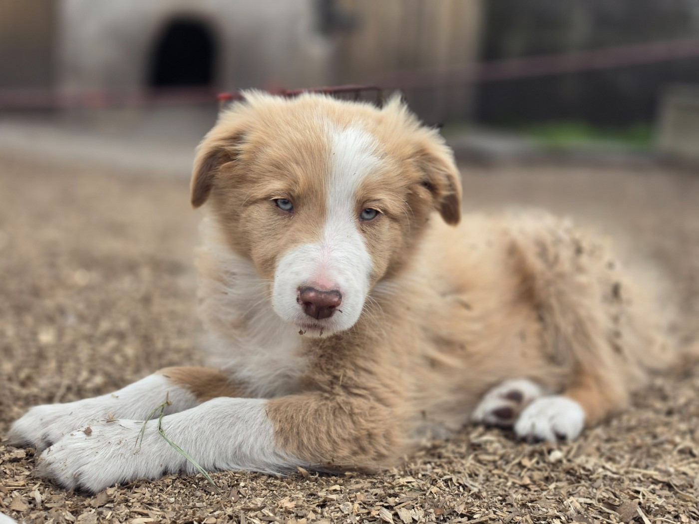 des Lacs de la Cote d'Argent - Chiots disponibles - Border Collie