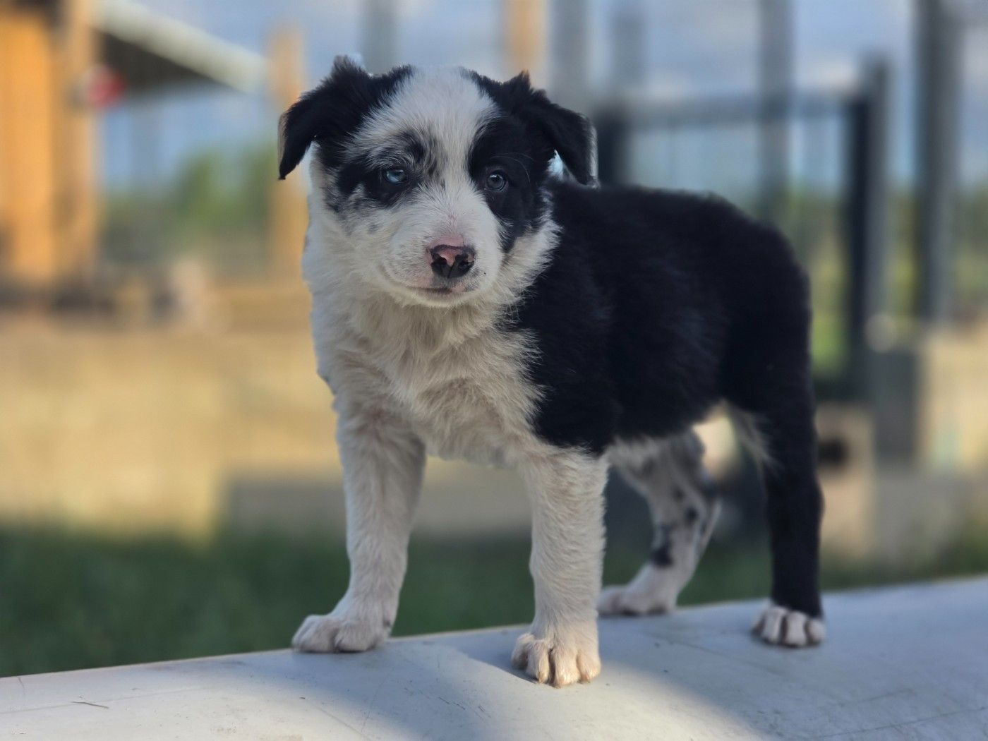 des Lacs de la Cote d'Argent - Chiots disponibles - Border Collie