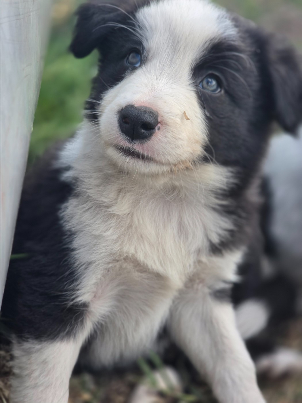 des Lacs de la Cote d'Argent - Chiots disponibles - Border Collie