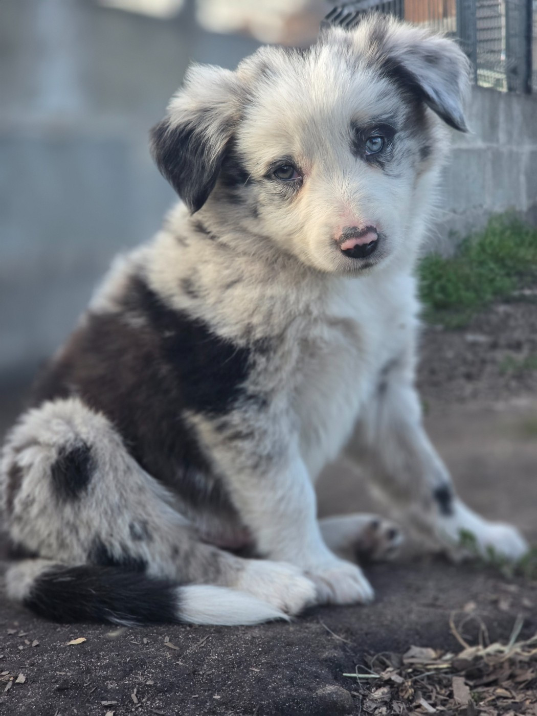 des Lacs de la Cote d'Argent - Chiots disponibles - Border Collie