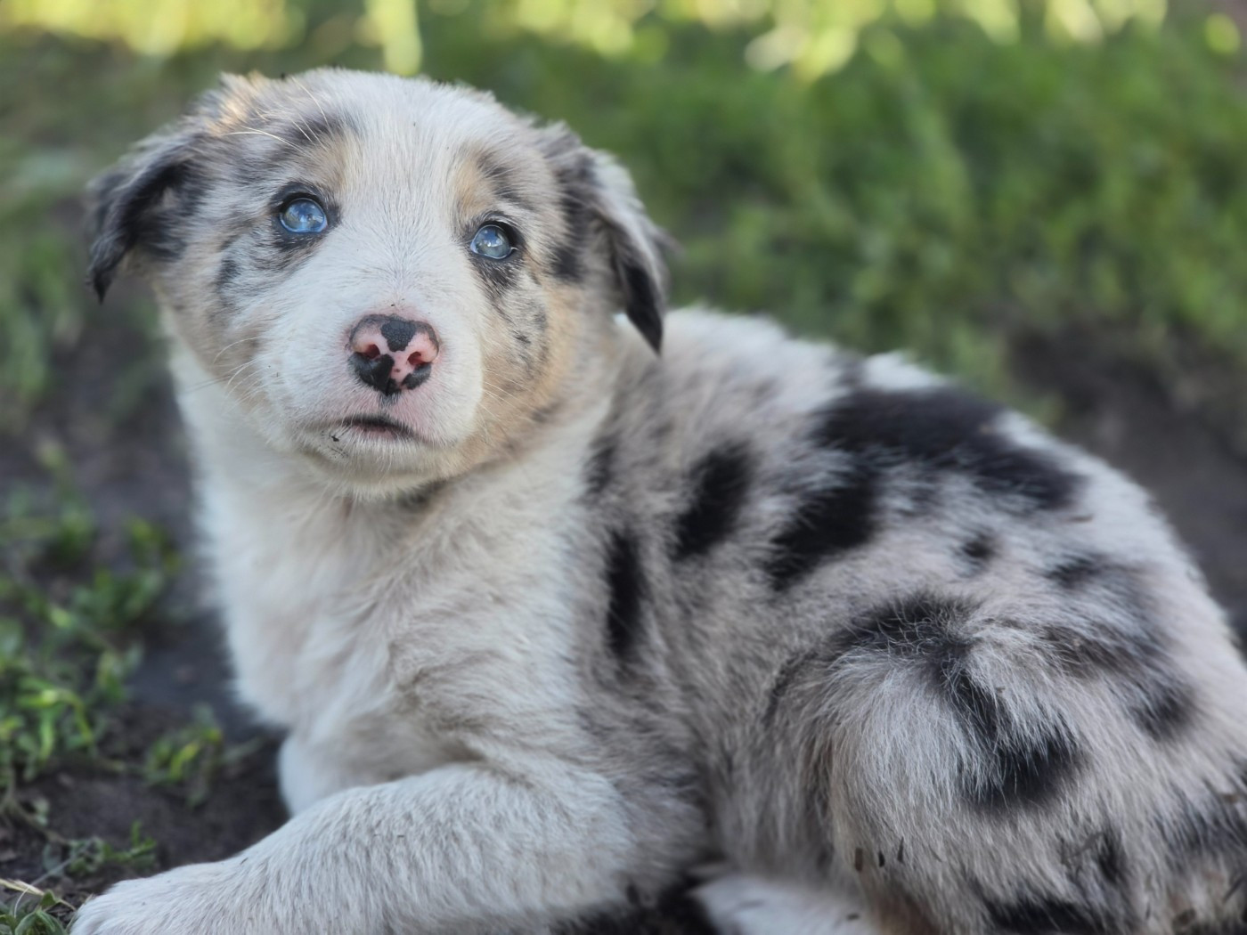 des Lacs de la Cote d'Argent - Chiots disponibles - Border Collie