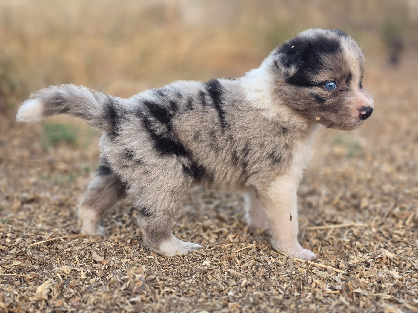 des Lacs de la Cote d'Argent - Chiots disponibles - Border Collie