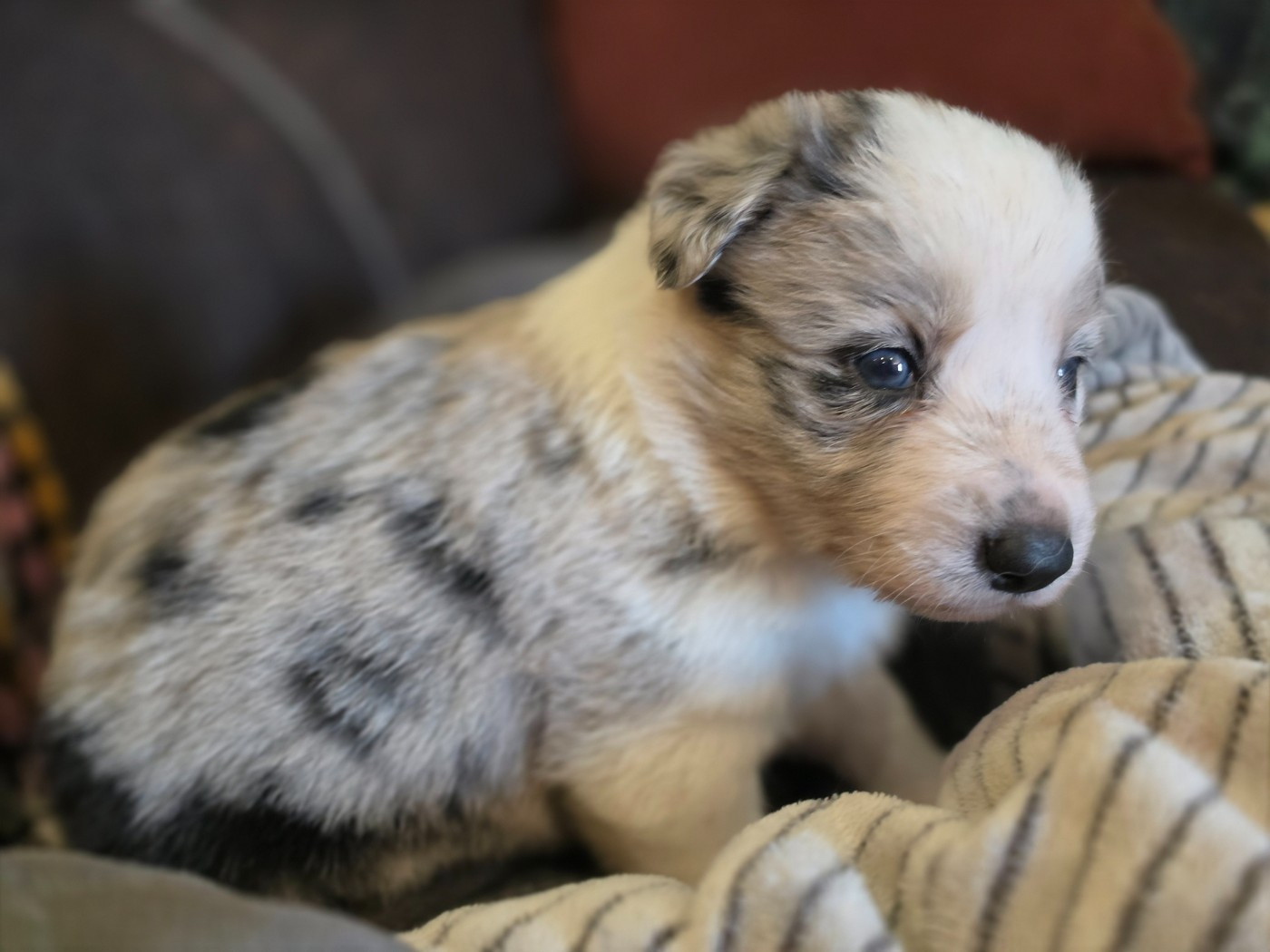 des Lacs de la Cote d'Argent - Chiots disponibles - Border Collie