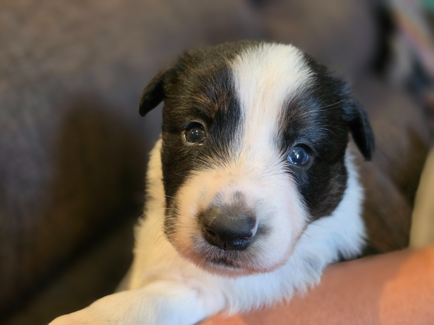 des Lacs de la Cote d'Argent - Chiots disponibles - Border Collie
