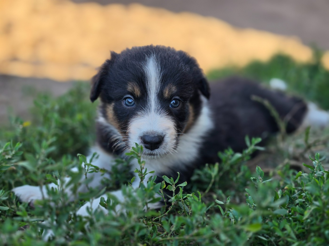 des Lacs de la Cote d'Argent - Chiots disponibles - Border Collie
