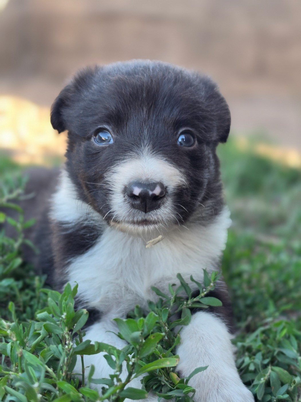 des Lacs de la Cote d'Argent - Chiots disponibles - Border Collie