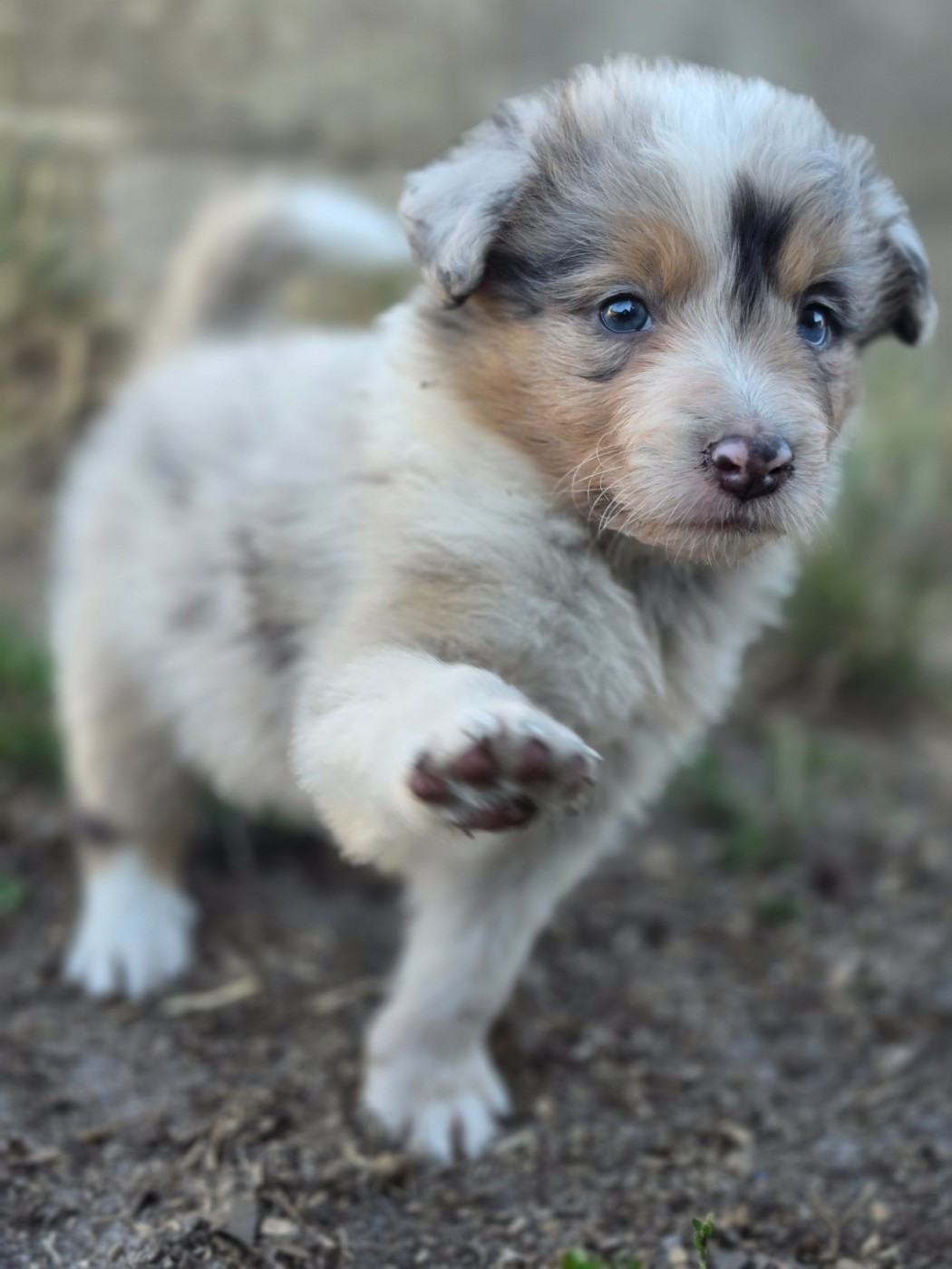 des Lacs de la Cote d'Argent - Chiots disponibles - Border Collie