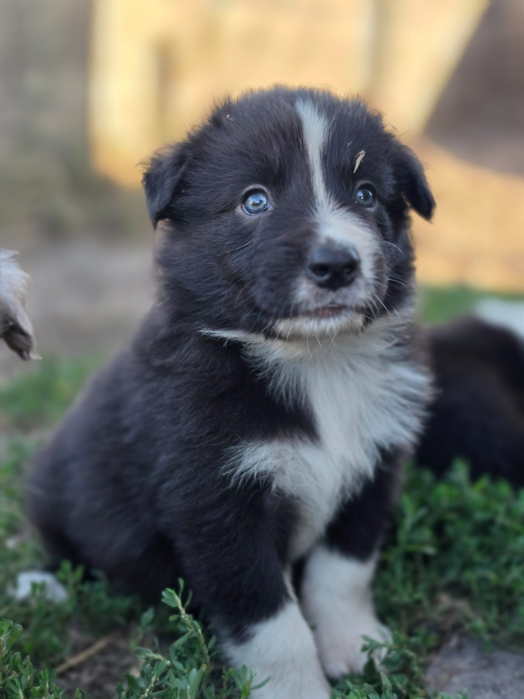 des Lacs de la Cote d'Argent - Chiots disponibles - Border Collie