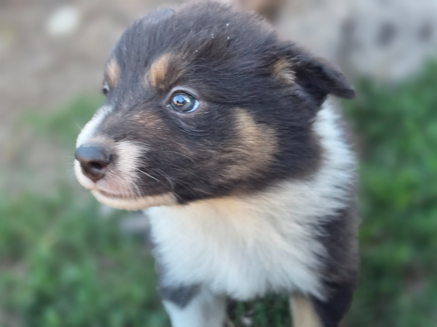 des Lacs de la Cote d'Argent - Chiots disponibles - Border Collie