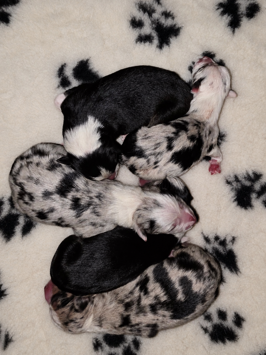 des Lacs de la Cote d'Argent - Chiots disponibles - Border Collie
