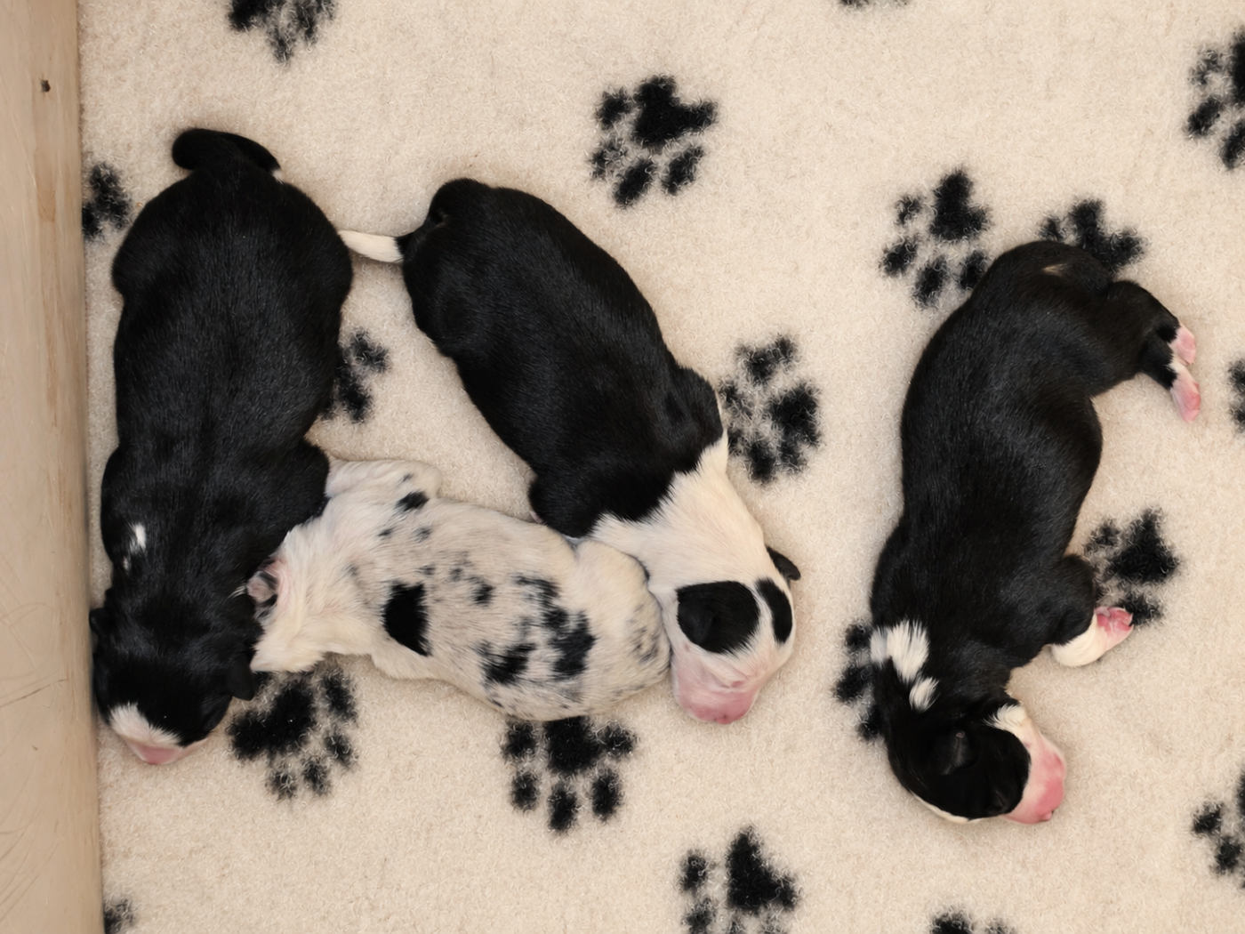 des Lacs de la Cote d'Argent - Chiots disponibles - Border Collie