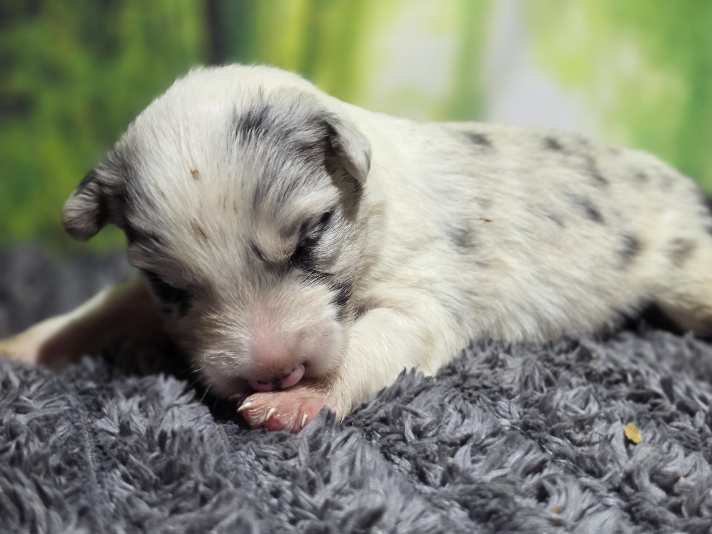 des Lacs de la Cote d'Argent - Chiots disponibles - Border Collie