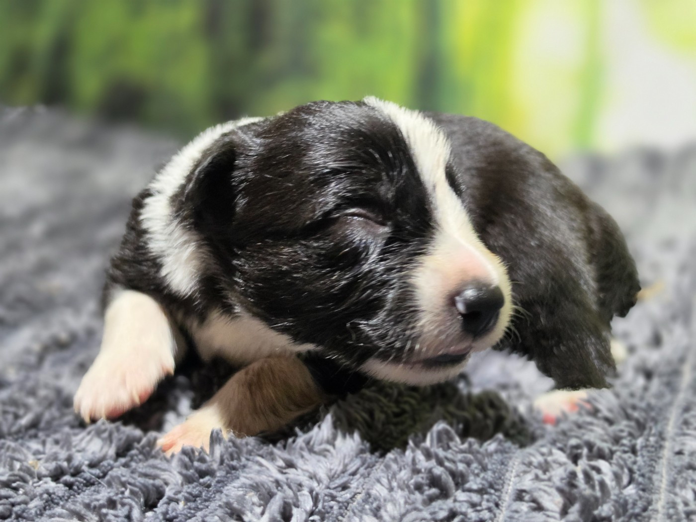 des Lacs de la Cote d'Argent - Chiots disponibles - Border Collie