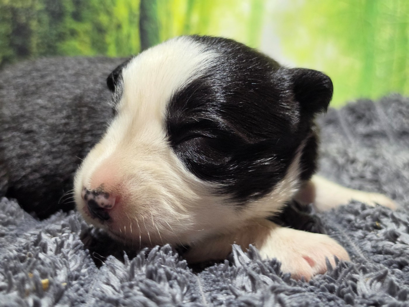 des Lacs de la Cote d'Argent - Chiots disponibles - Border Collie