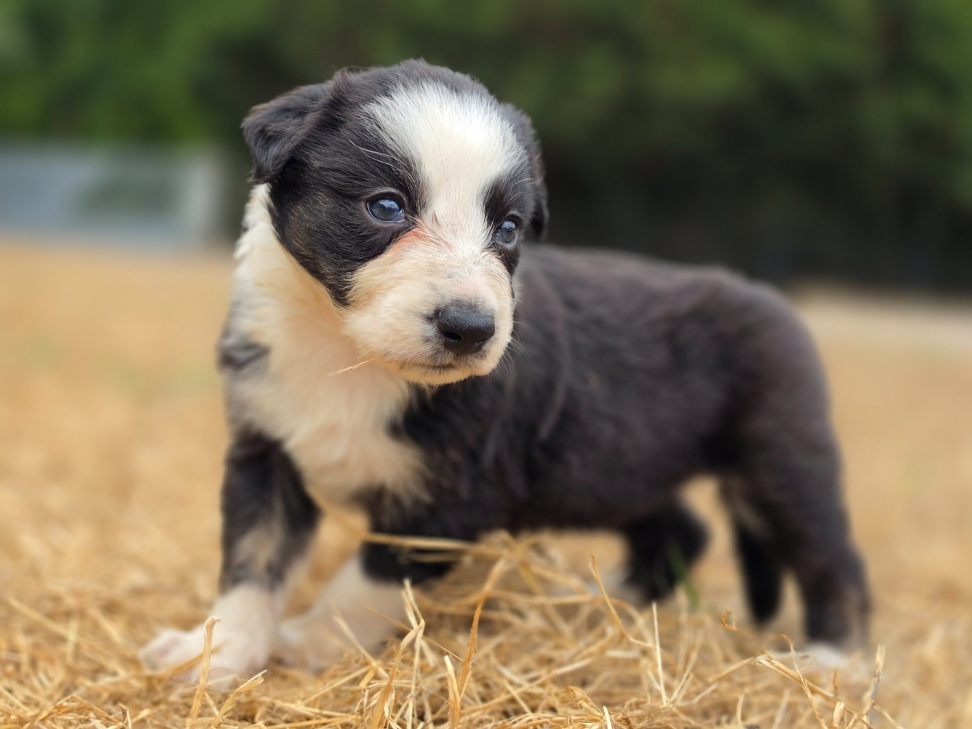 des Lacs de la Cote d'Argent - Chiots disponibles - Border Collie