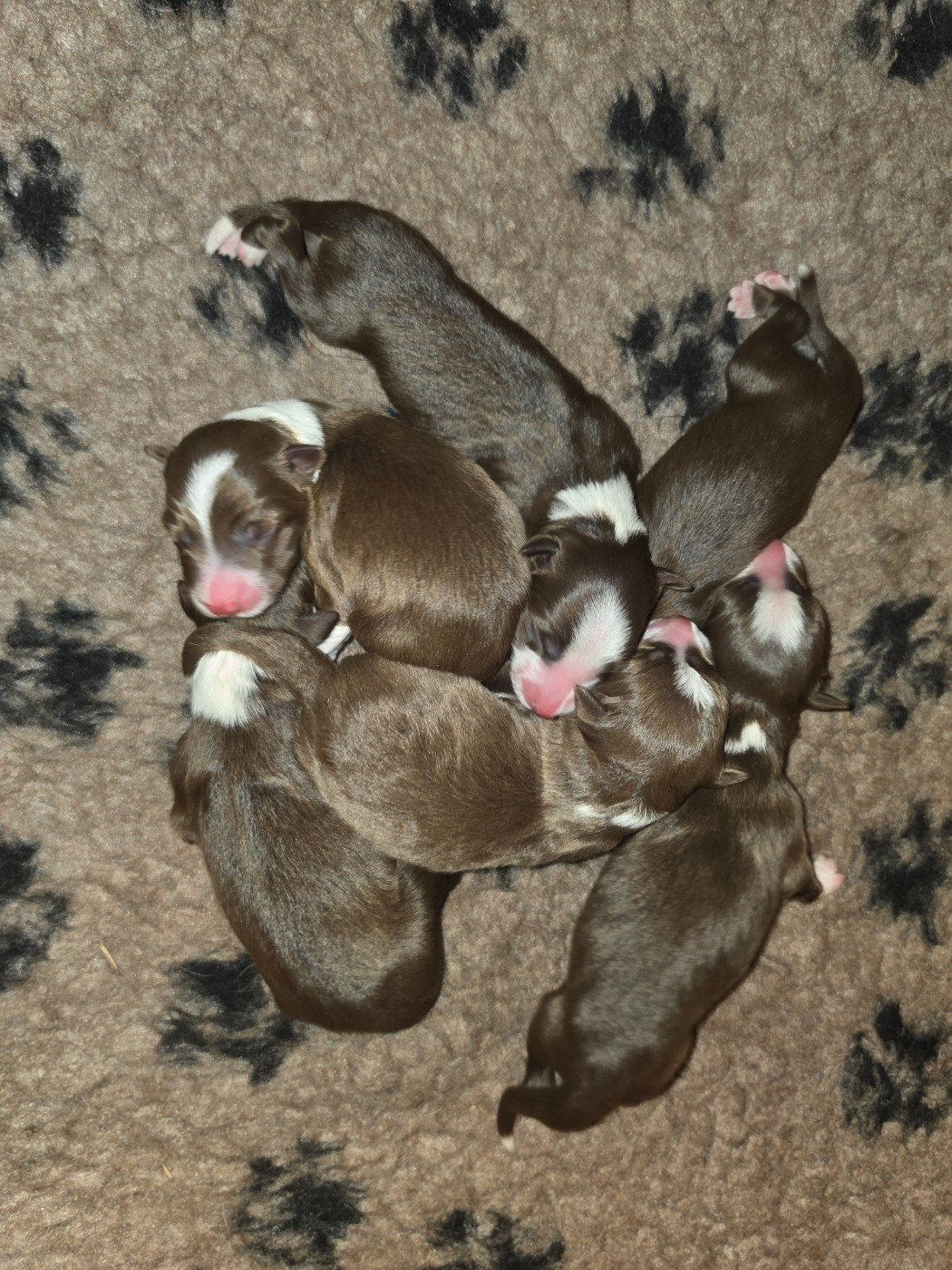 Chiot Border Collie des Lacs de la Cote d'Argent