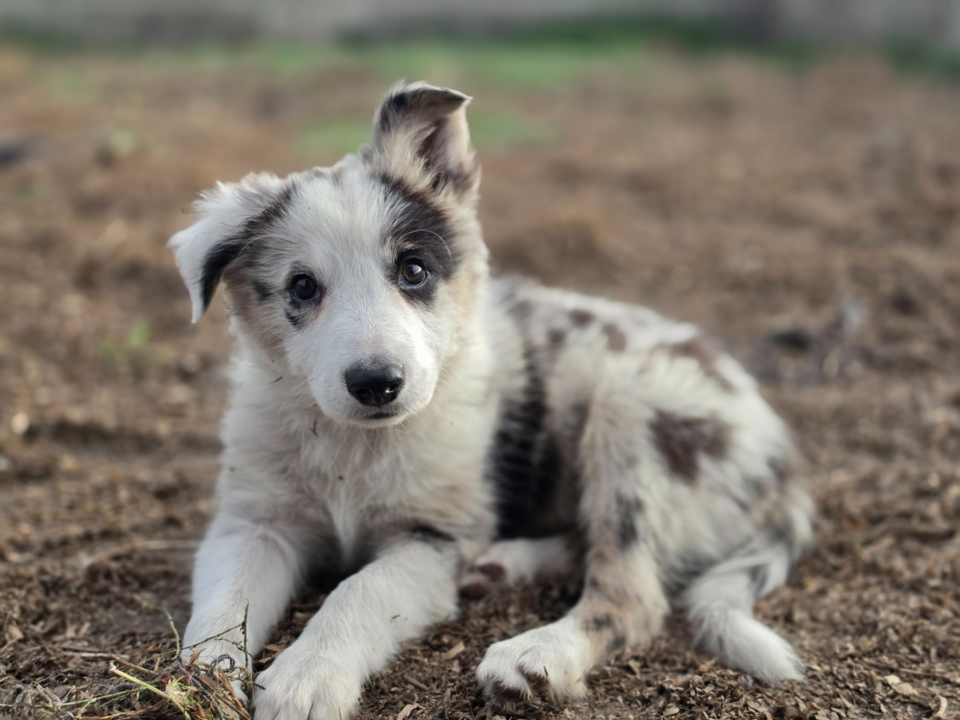 des Lacs de la Cote d'Argent - Chiots disponibles - Border Collie