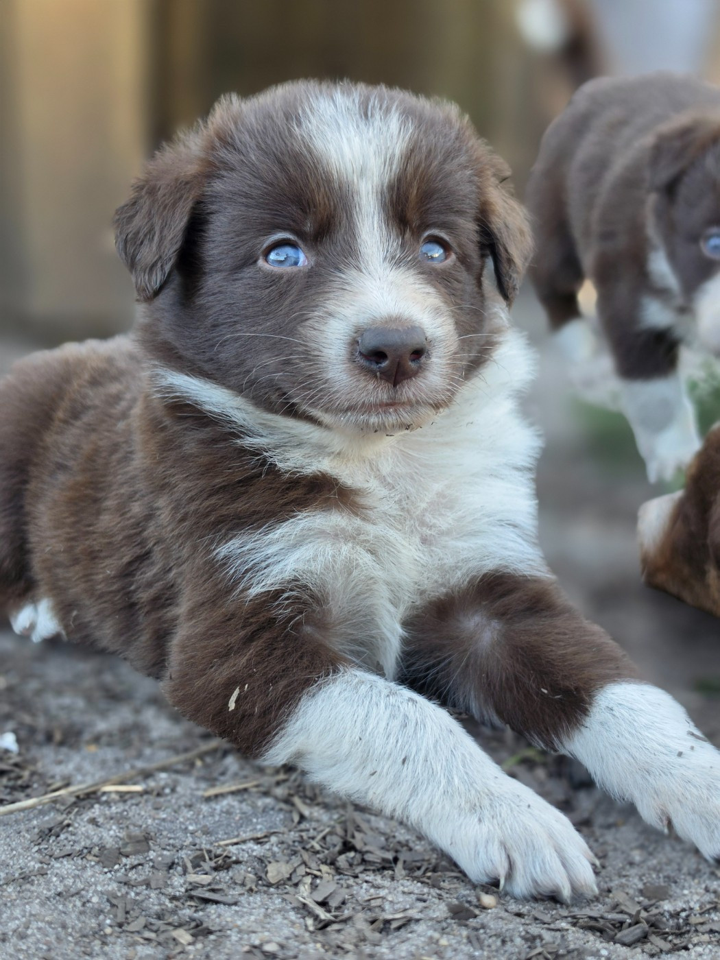 des Lacs de la Cote d'Argent - Chiots disponibles - Border Collie