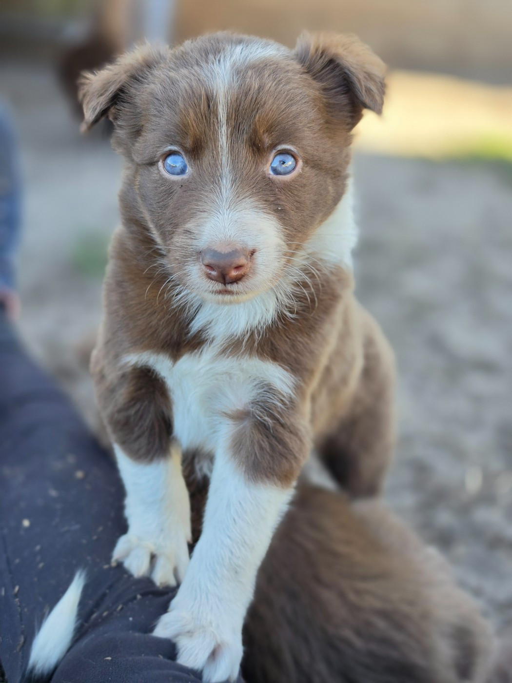 des Lacs de la Cote d'Argent - Chiots disponibles - Border Collie