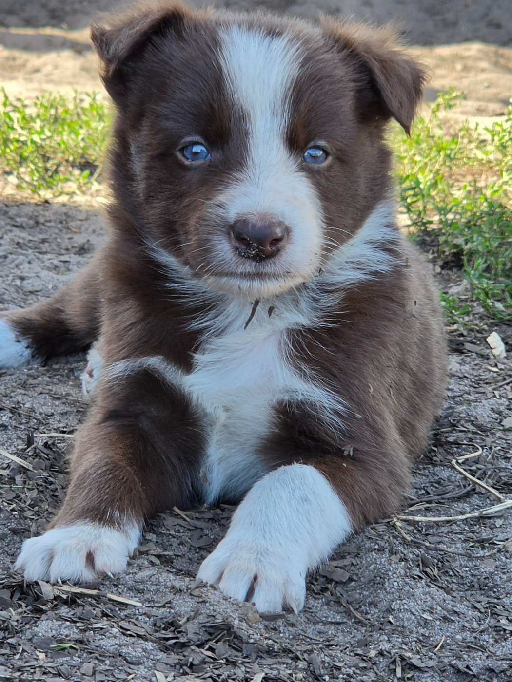 des Lacs de la Cote d'Argent - Chiots disponibles - Border Collie