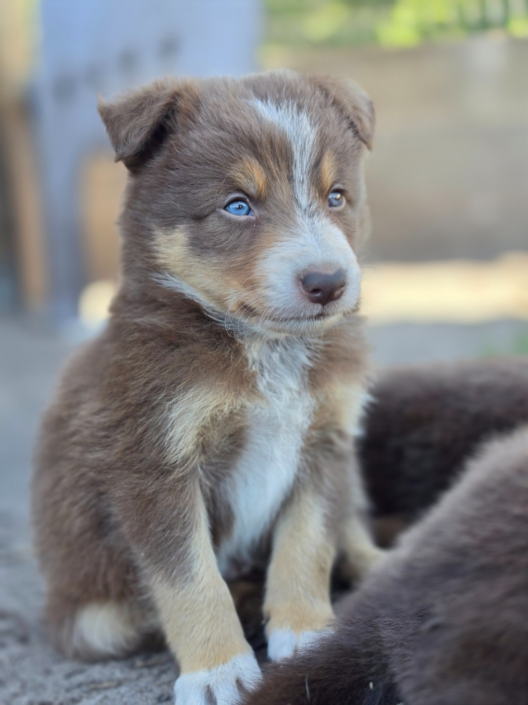 des Lacs de la Cote d'Argent - Chiots disponibles - Border Collie