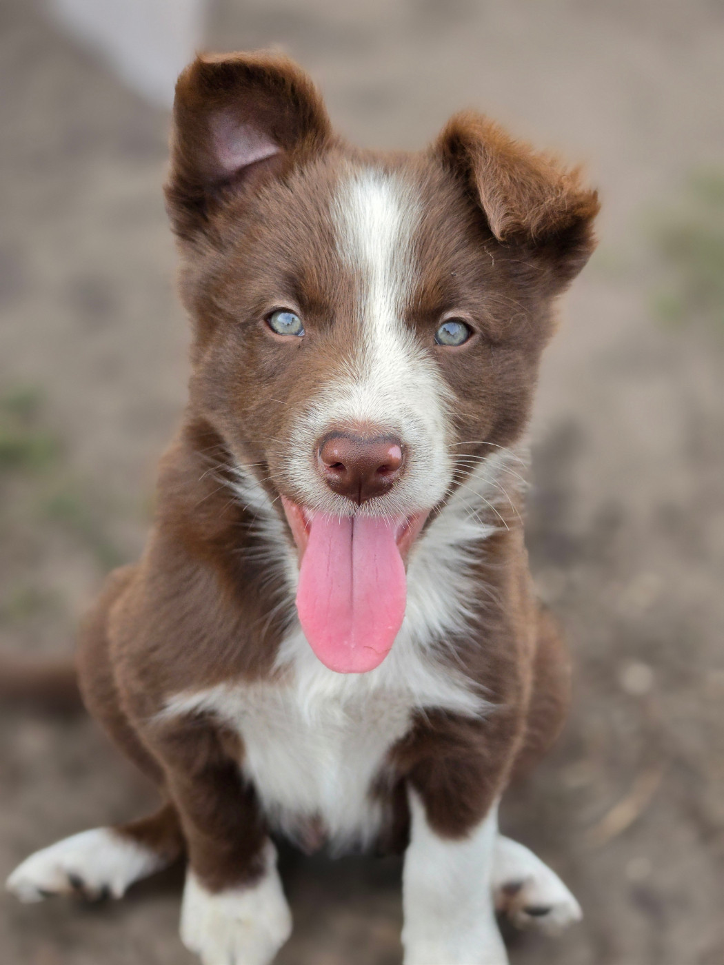 des Lacs de la Cote d'Argent - Chiots disponibles - Border Collie