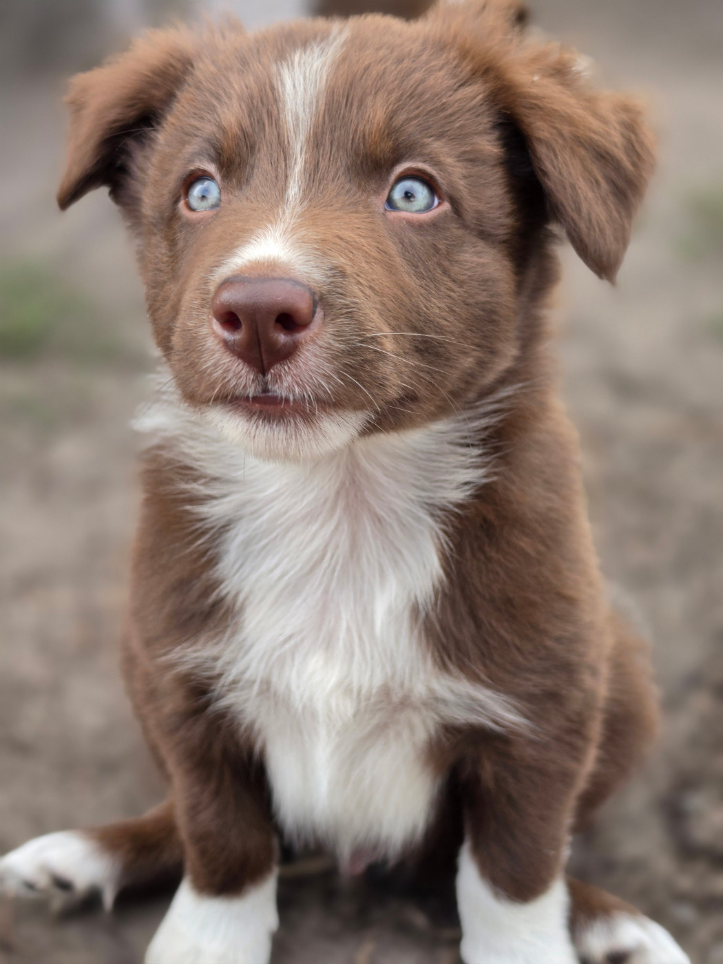 des Lacs de la Cote d'Argent - Chiots disponibles - Border Collie
