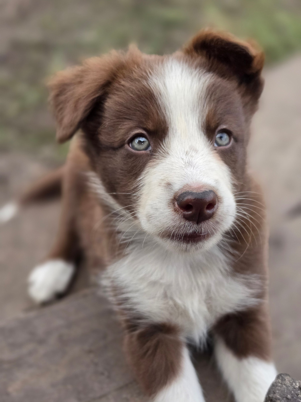 des Lacs de la Cote d'Argent - Chiots disponibles - Border Collie