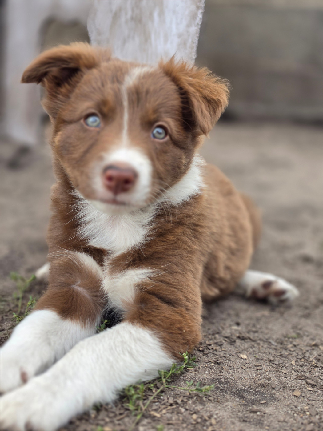 des Lacs de la Cote d'Argent - Chiots disponibles - Border Collie