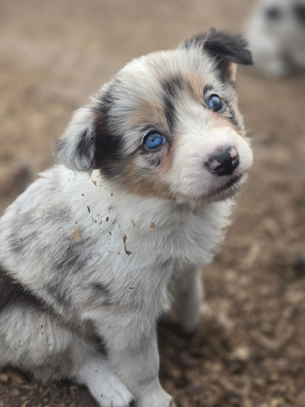 des Lacs de la Cote d'Argent - Chiots disponibles - Border Collie