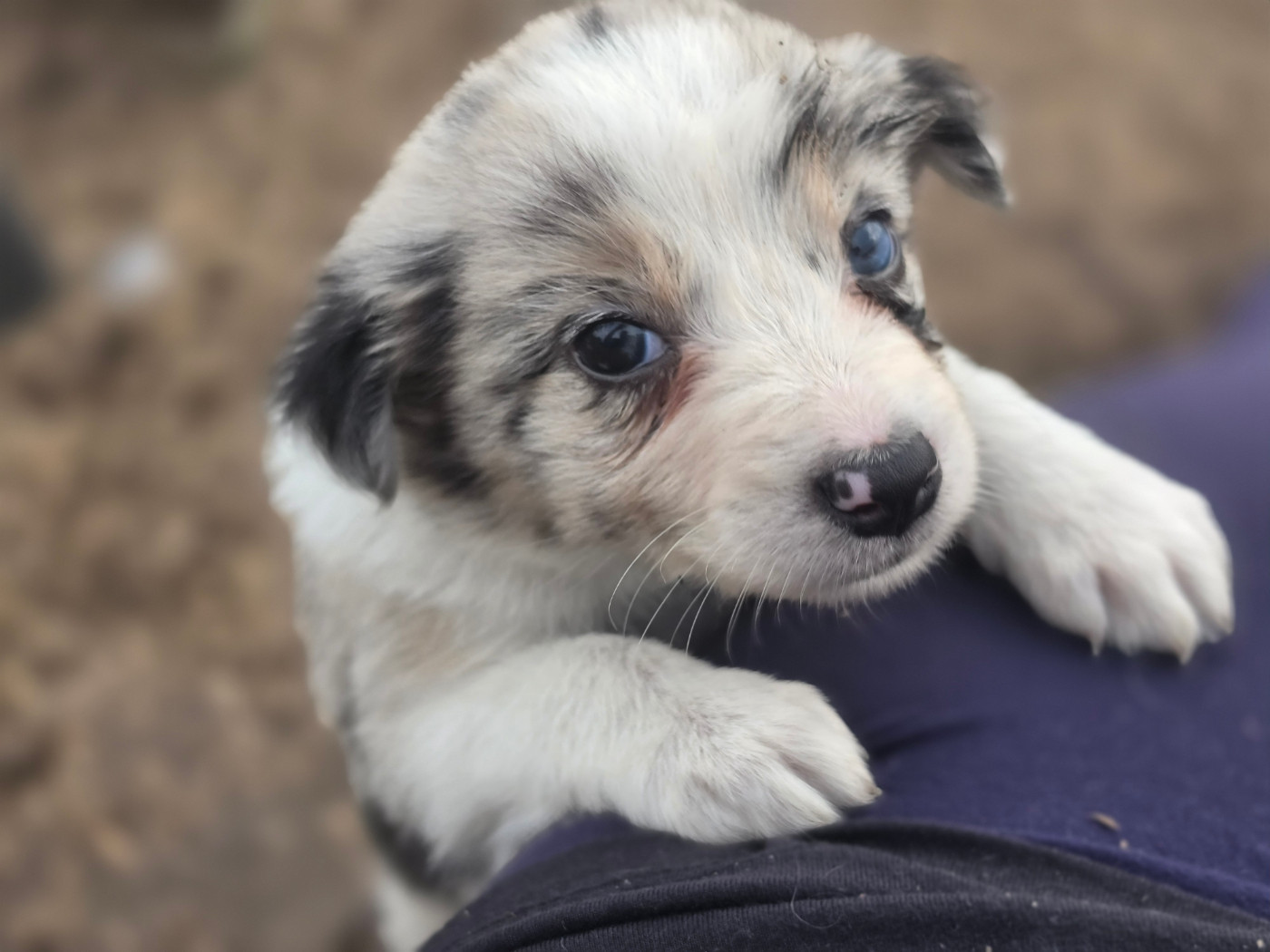 des Lacs de la Cote d'Argent - Chiots disponibles - Border Collie